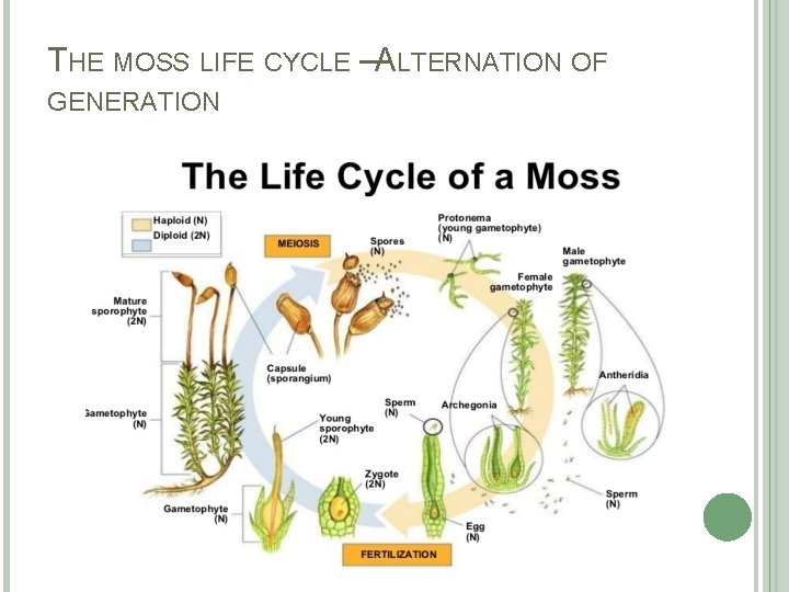 THE MOSS LIFE CYCLE –ALTERNATION OF GENERATION 