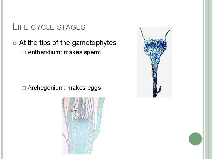 LIFE CYCLE STAGES At the tips of the gametophytes � Antheridium: makes sperm �