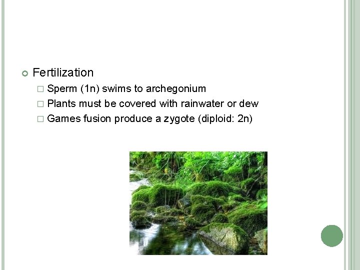  Fertilization � Sperm (1 n) swims to archegonium � Plants must be covered