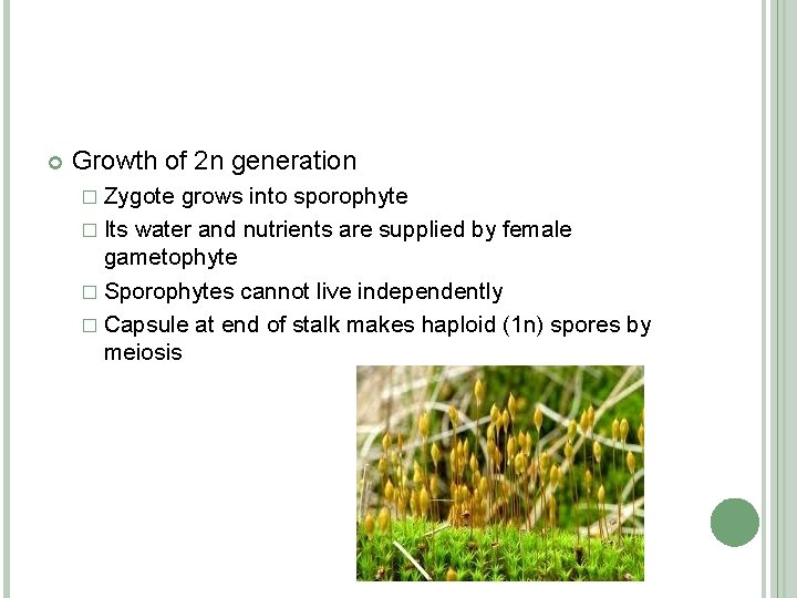  Growth of 2 n generation � Zygote grows into sporophyte � Its water