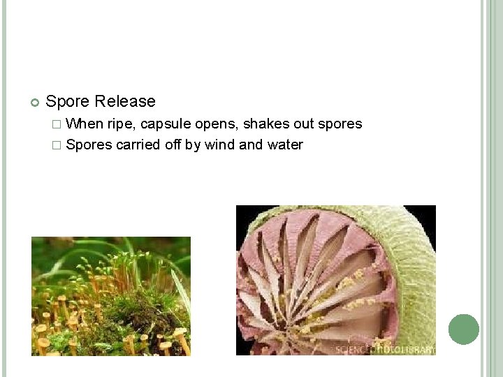  Spore Release � When ripe, capsule opens, shakes out spores � Spores carried