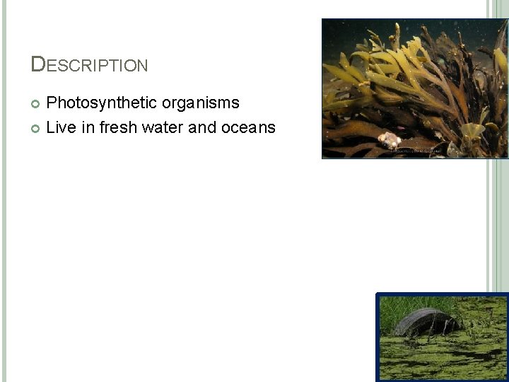 DESCRIPTION Photosynthetic organisms Live in fresh water and oceans 