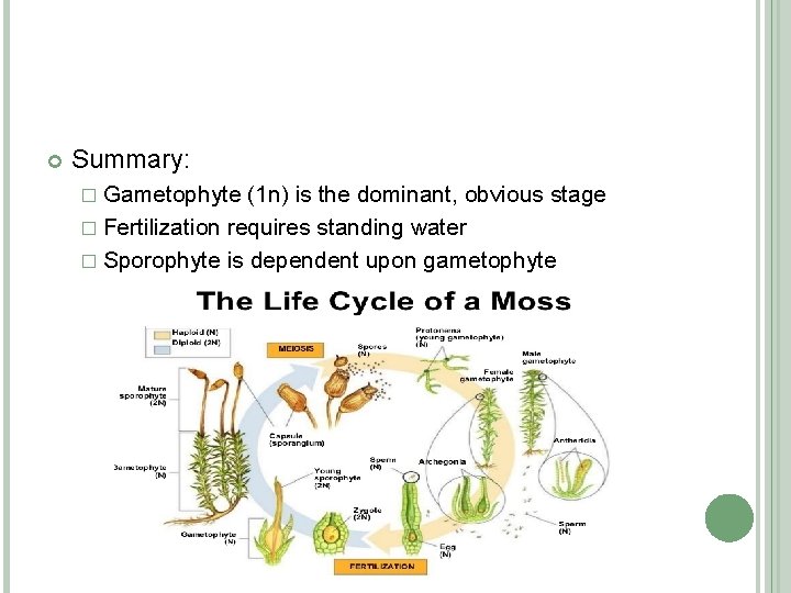  Summary: � Gametophyte (1 n) is the dominant, obvious stage � Fertilization requires