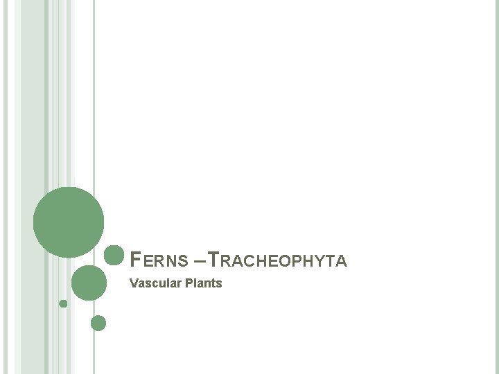 FERNS – TRACHEOPHYTA Vascular Plants 