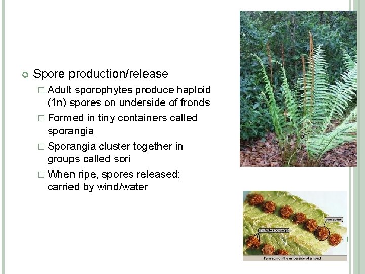  Spore production/release � Adult sporophytes produce haploid (1 n) spores on underside of