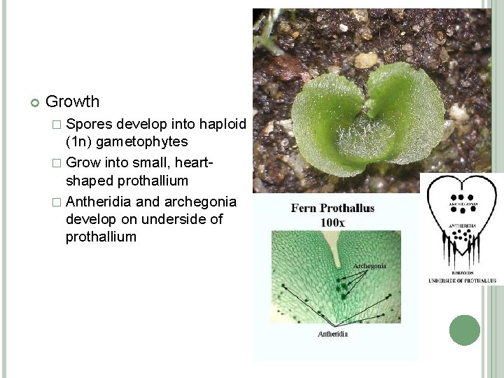  Growth � Spores develop into haploid (1 n) gametophytes � Grow into small,