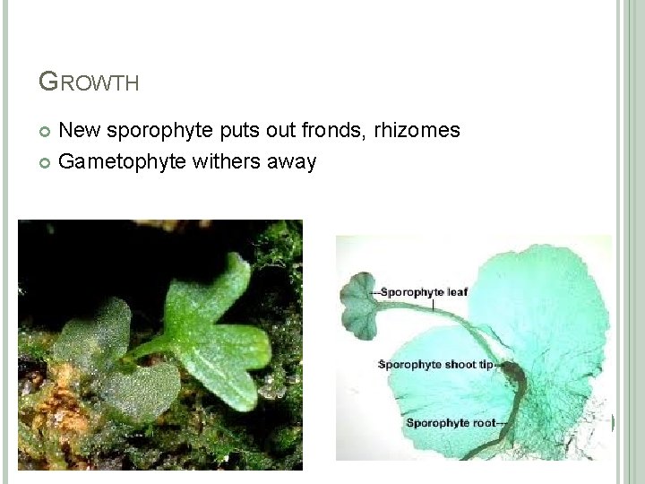 GROWTH New sporophyte puts out fronds, rhizomes Gametophyte withers away 