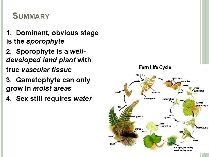 SUMMARY 1. Dominant, obvious stage is the sporophyte 2. Sporophyte is a welldeveloped land