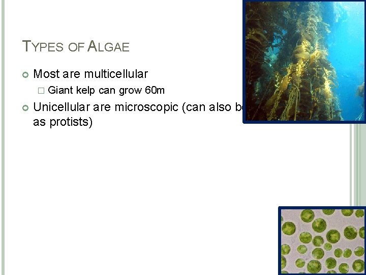 TYPES OF ALGAE Most are multicellular � Giant kelp can grow 60 m Unicellular