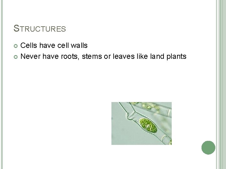 STRUCTURES Cells have cell walls Never have roots, stems or leaves like land plants