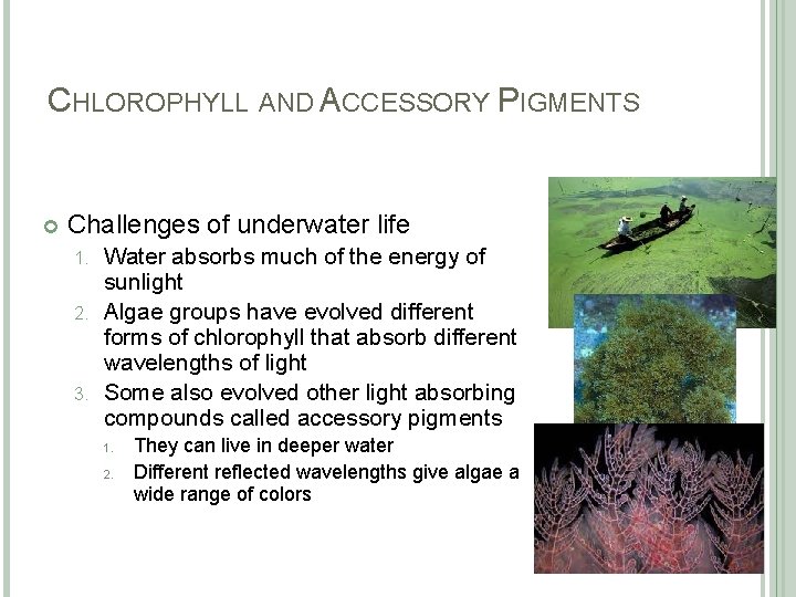 CHLOROPHYLL AND ACCESSORY PIGMENTS Challenges of underwater life Water absorbs much of the energy