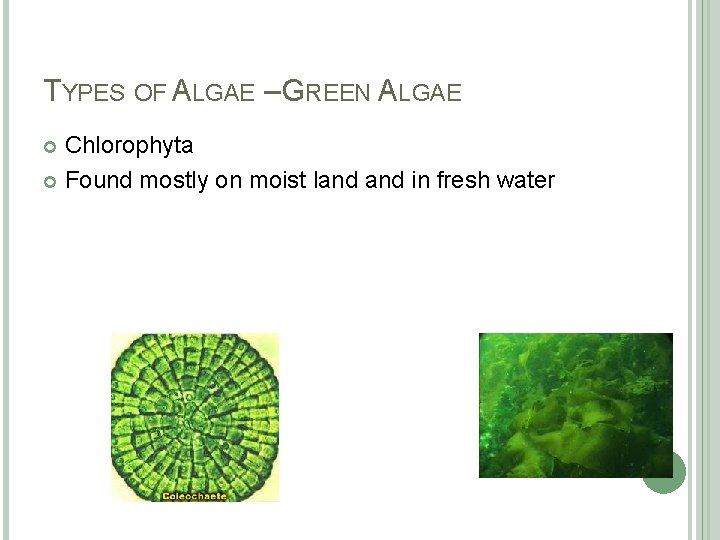 TYPES OF ALGAE – GREEN ALGAE Chlorophyta Found mostly on moist land in fresh