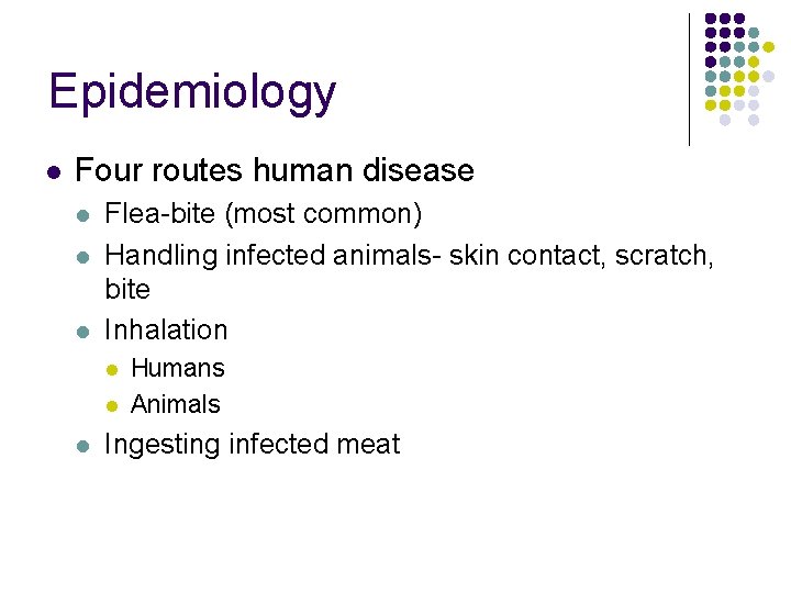 Epidemiology l Four routes human disease l l l Flea-bite (most common) Handling infected