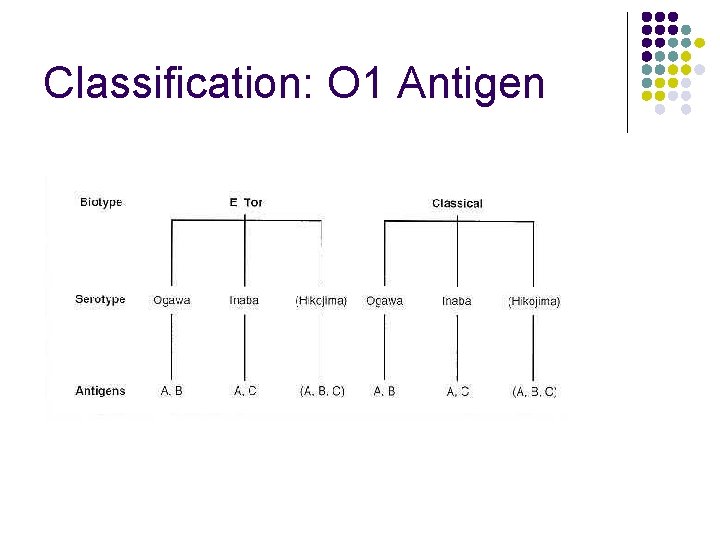 Classification: O 1 Antigen 