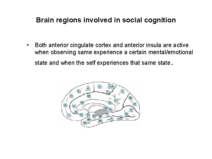 Brain regions involved in social cognition • Both anterior cingulate cortex and anterior insula