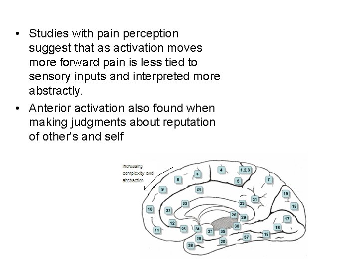  • Studies with pain perception suggest that as activation moves more forward pain