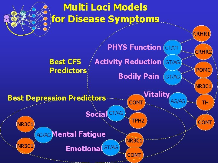 Multi Loci Models for Disease Symptoms CRHR 1 Best CFS Predictors PHYS Function CT/CT