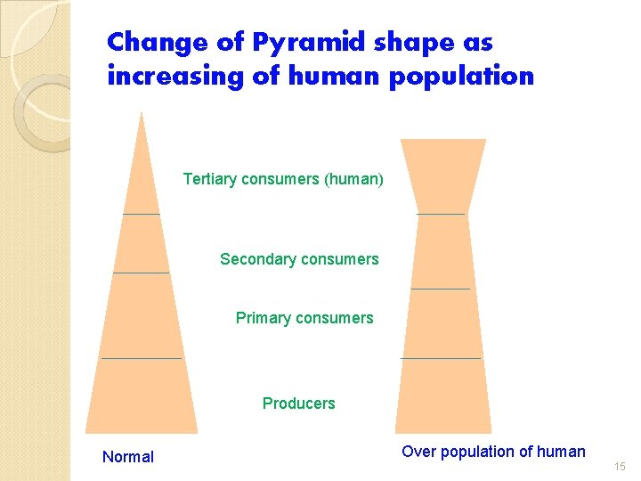 Change of Pyramid shape as increasing of human population Tertiary consumers (human) Secondary consumers