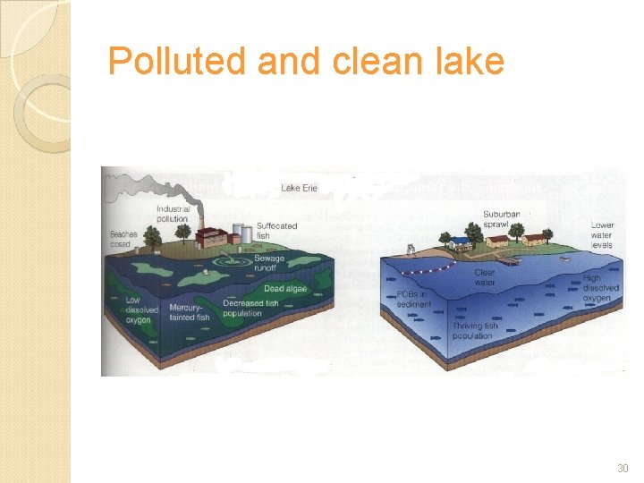 Polluted and clean lake 30 