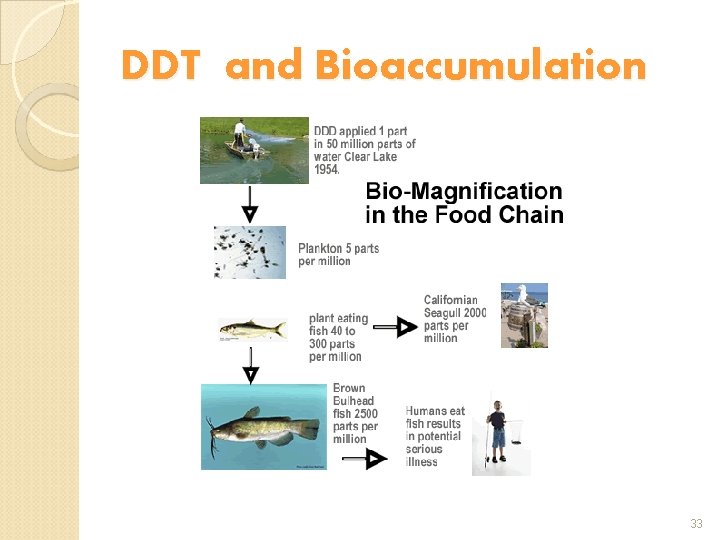 DDT and Bioaccumulation 33 