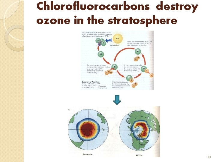 Chlorofluorocarbons destroy ozone in the stratosphere 38 