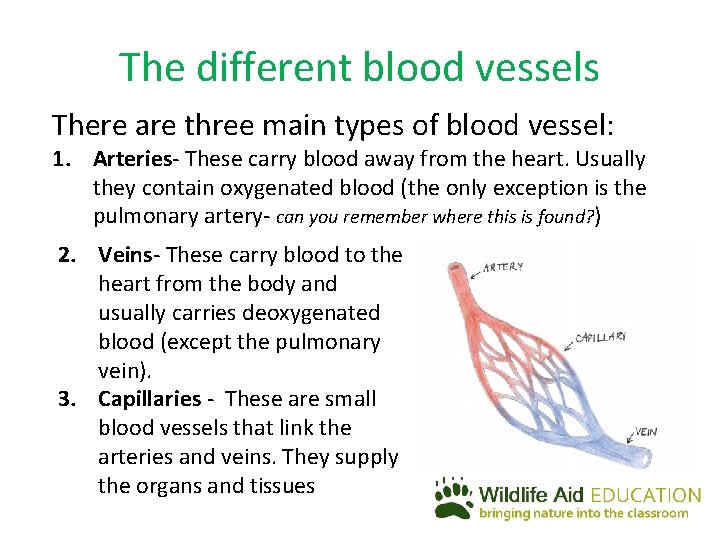 The different blood vessels There are three main types of blood vessel: 1. Arteries-