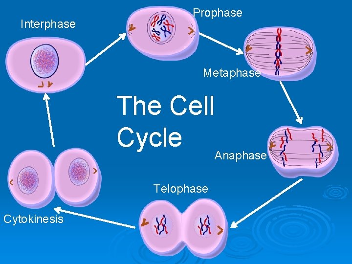 Interphase Prophase Metaphase The Cell Cycle Anaphase Telophase Cytokinesis 