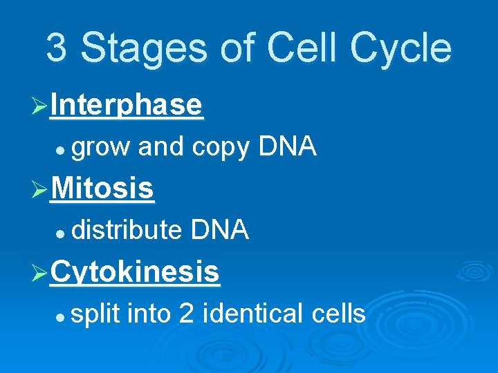 3 Stages of Cell Cycle ØInterphase l grow and copy DNA ØMitosis l distribute