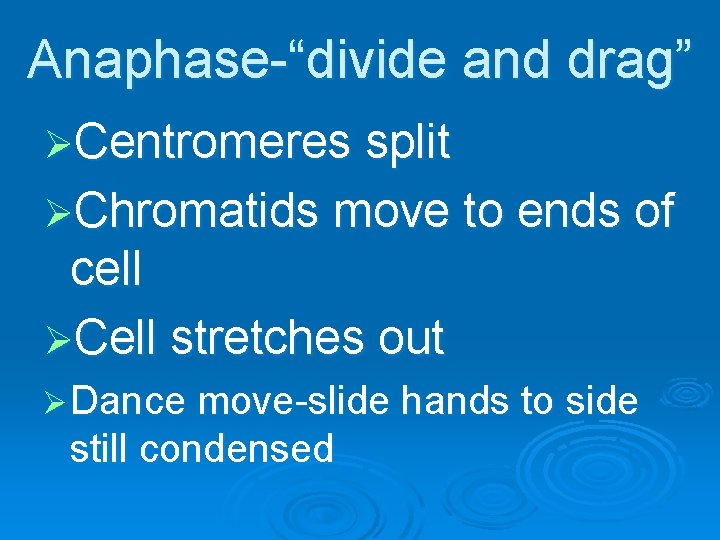 Anaphase-“divide and drag” ØCentromeres split ØChromatids move to ends of cell ØCell stretches out