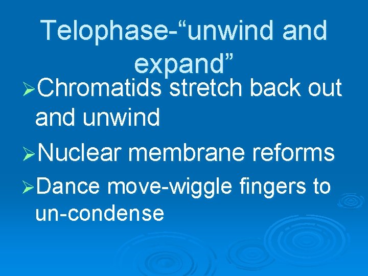 Telophase-“unwind and expand” ØChromatids stretch back out and unwind ØNuclear membrane reforms ØDance move-wiggle