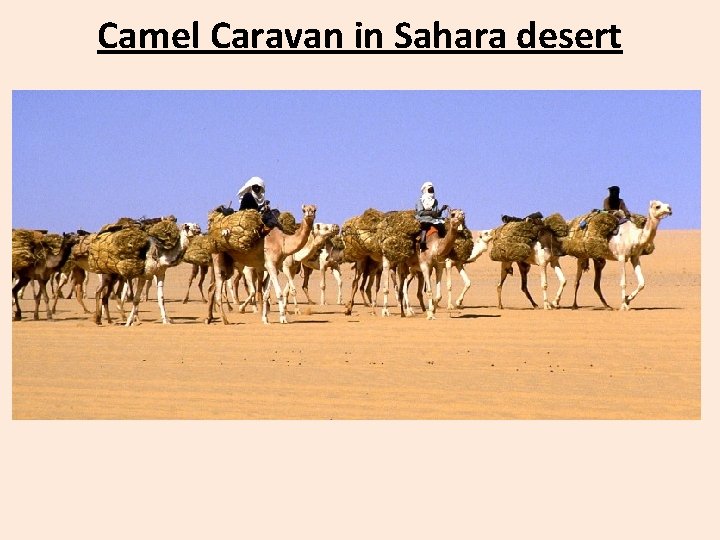 Camel Caravan in Sahara desert 