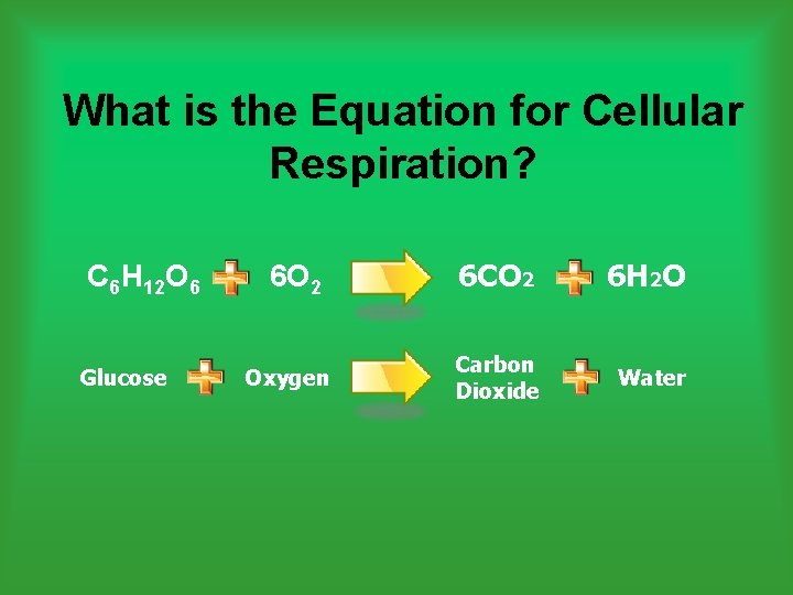 What is the Equation for Cellular Respiration? C 6 H 12 O 6 Glucose What is the Equation for Cellular Respiration? C 6 H 12 O 6 Glucose