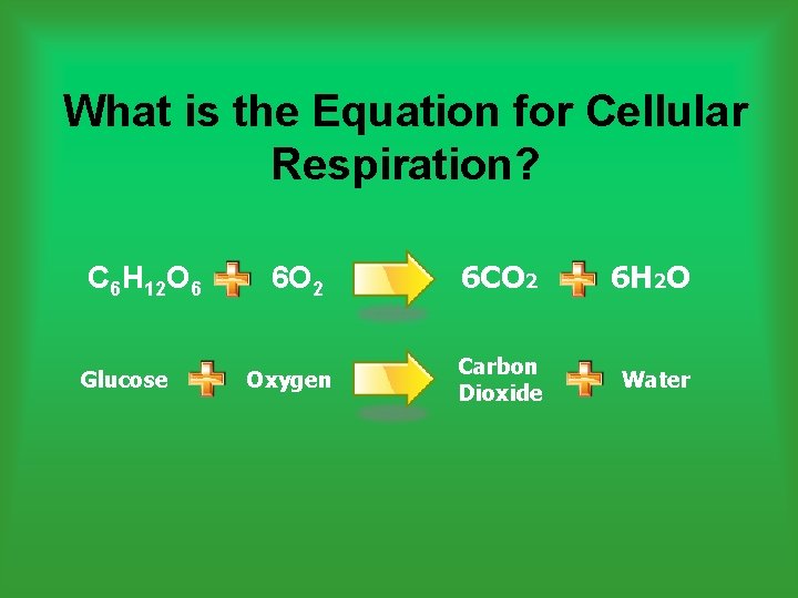 What is the Equation for Cellular Respiration? C 6 H 12 O 6 Glucose