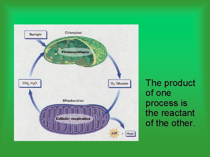 The product of one process is the reactant of the other. 