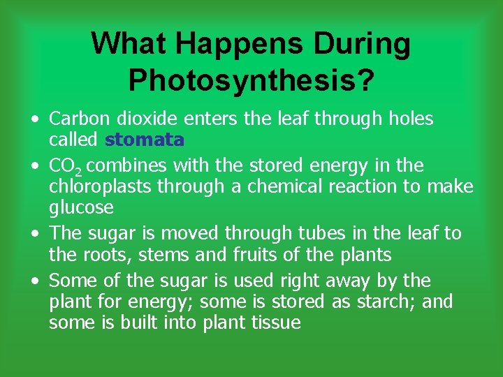 What Happens During Photosynthesis? • Carbon dioxide enters the leaf through holes called stomata What Happens During Photosynthesis? • Carbon dioxide enters the leaf through holes called stomata
