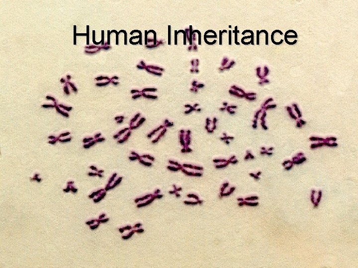 Human Inheritance 