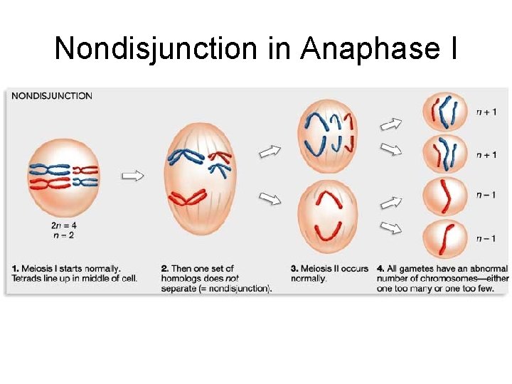 Nondisjunction in Anaphase I 