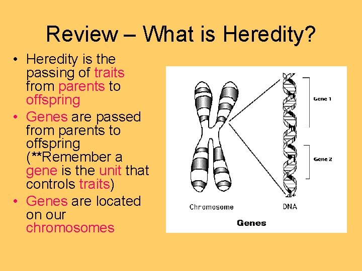 Review – What is Heredity? • Heredity is the passing of traits from parents