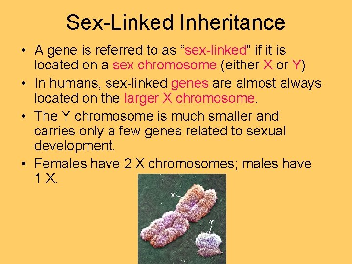 Sex-Linked Inheritance • A gene is referred to as “sex-linked” if it is located