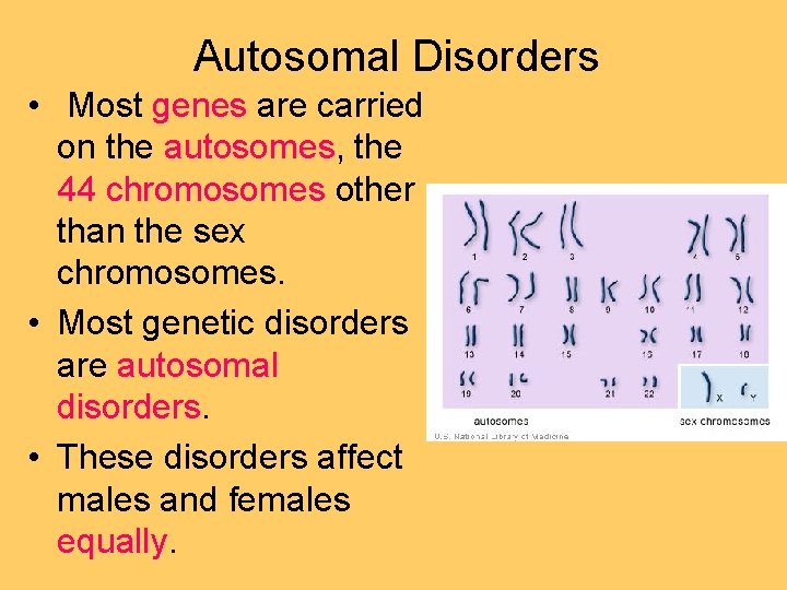 Autosomal Disorders • Most genes are carried on the autosomes, the 44 chromosomes other