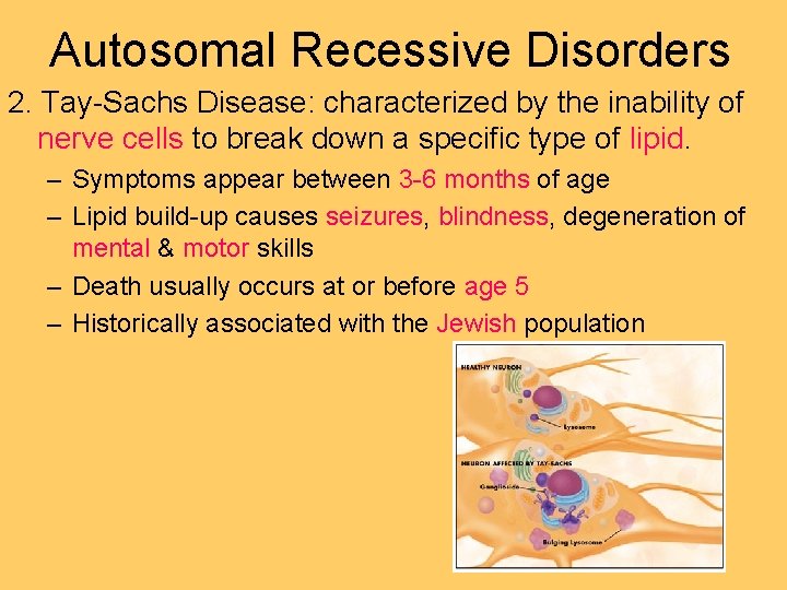Autosomal Recessive Disorders 2. Tay-Sachs Disease: characterized by the inability of nerve cells to