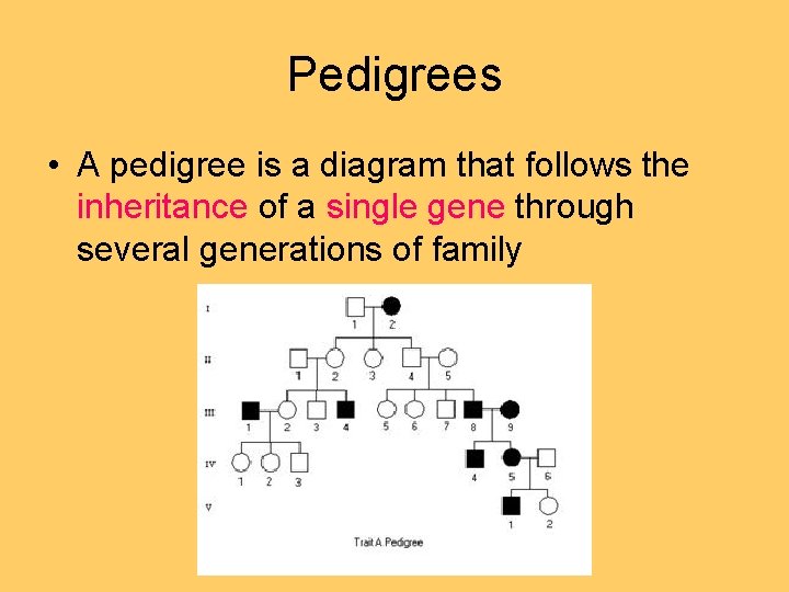 Pedigrees • A pedigree is a diagram that follows the inheritance of a single Pedigrees • A pedigree is a diagram that follows the inheritance of a single