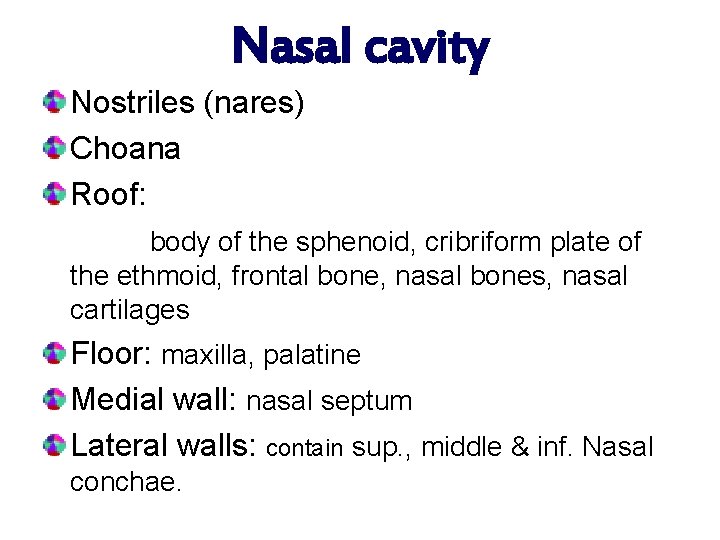 Nasal cavity Nostriles (nares) Choana Roof: body of the sphenoid, cribriform plate of the