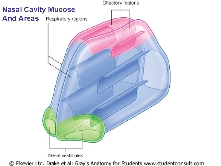 Nasal Cavity Mucose And Areas 