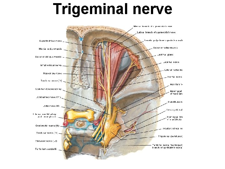 Trigeminal nerve 