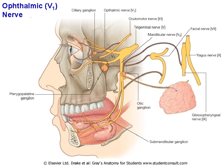 Ophthalmic (V 1) Nerve 
