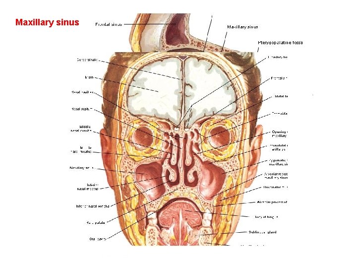 Maxillary sinus 