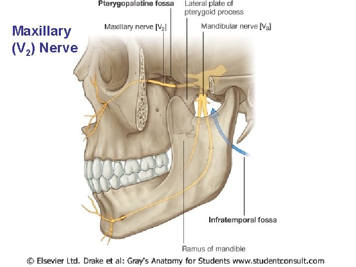 Maxillary (V 2) Nerve 