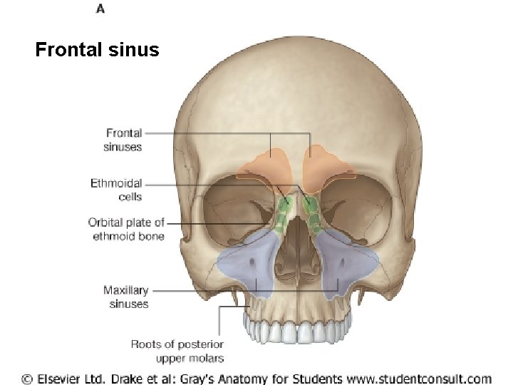 Frontal sinus 