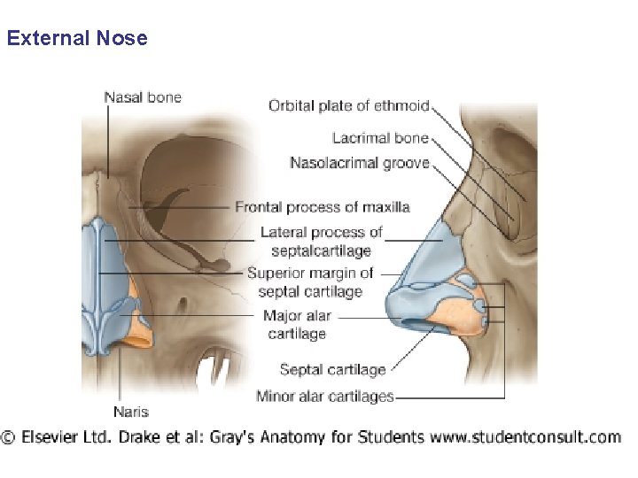 External Nose 